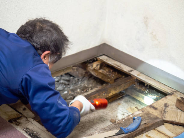 Best Certified Mold Removal  in Westport, WA