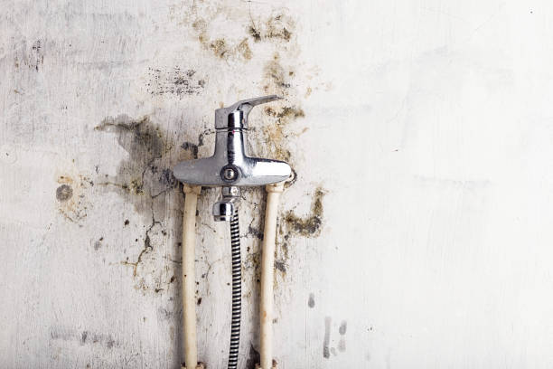  Westport, WA Mold Removal Pros