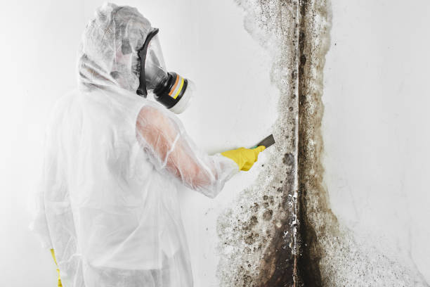 Certified Mold Removal in Westport, WA