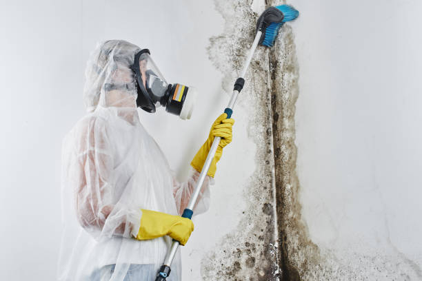 Best Local Mold Removal Service  in Westport, WA
