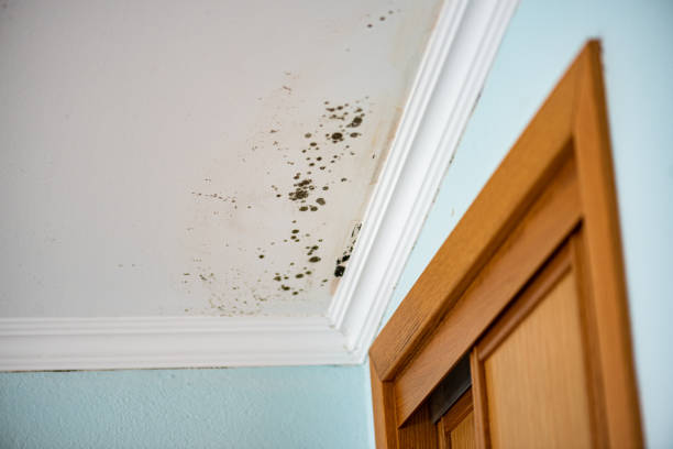 Mold Removal Process in Westport, WA