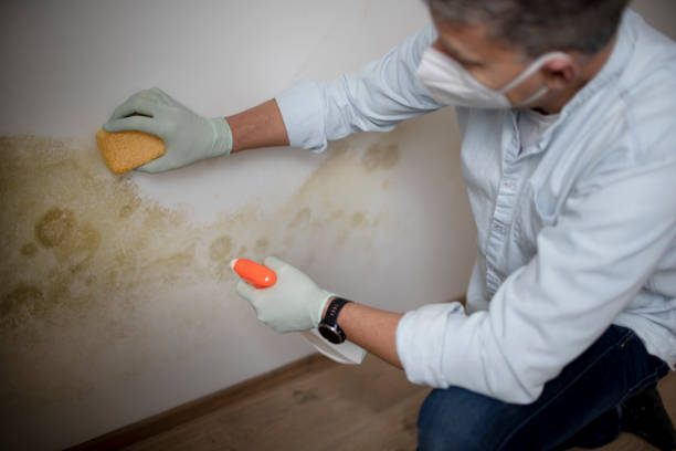Best Mold Removal Near Me  in Westport, WA