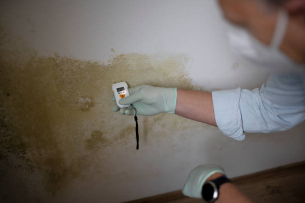Best Home Mold Removal  in Westport, WA