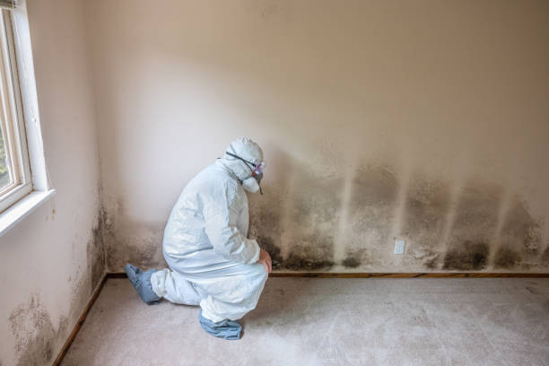 Best Fast Mold Removal  in Westport, WA