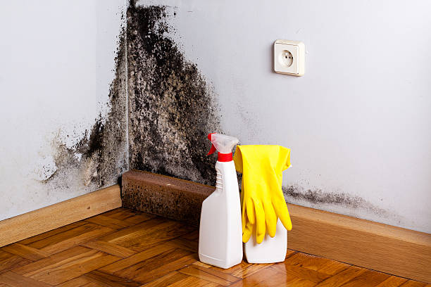 Best Mold Removal Process  in Westport, WA